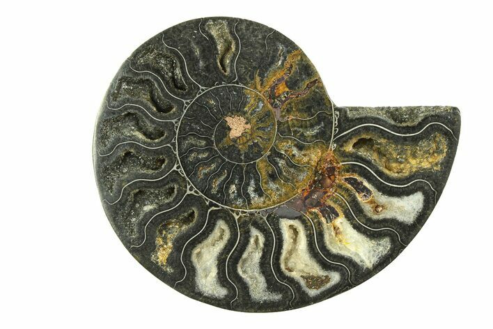 Cut & Polished Ammonite Fossil (Half) - Unusual Black Color #281273